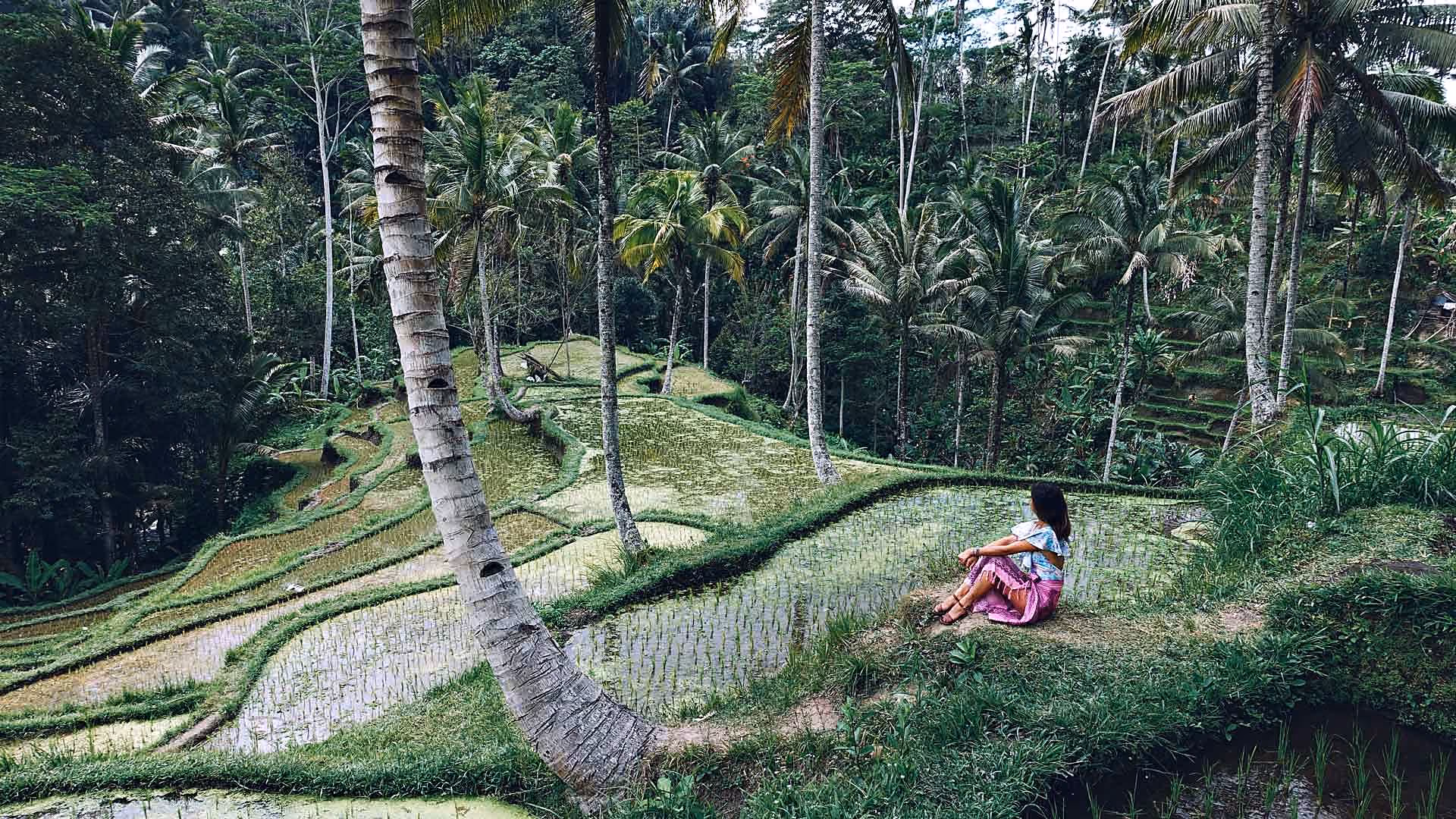 Student sitter i risterrassene mellom palmer på Bali
